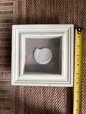 Distressed White Nautilus Shell Shadow Box Frame